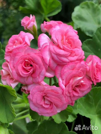 Пеларгонии сортовые розебудные