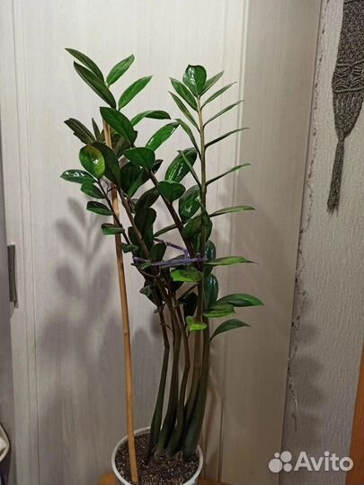 Монстера, Замиокулькас