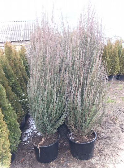 Можжевельник Блю Эрроу