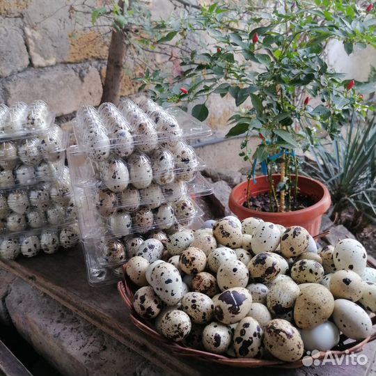 Яйцо перепелинное отборное