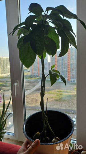 Авокадо живое растение