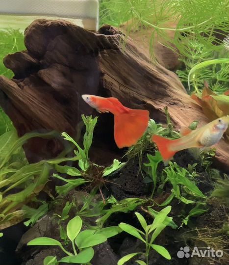 Рыбки гуппи