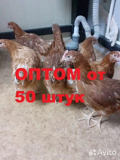 Куры Несушки