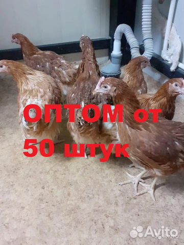 Куры Несушки