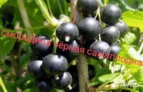 Саженцы и цветы
