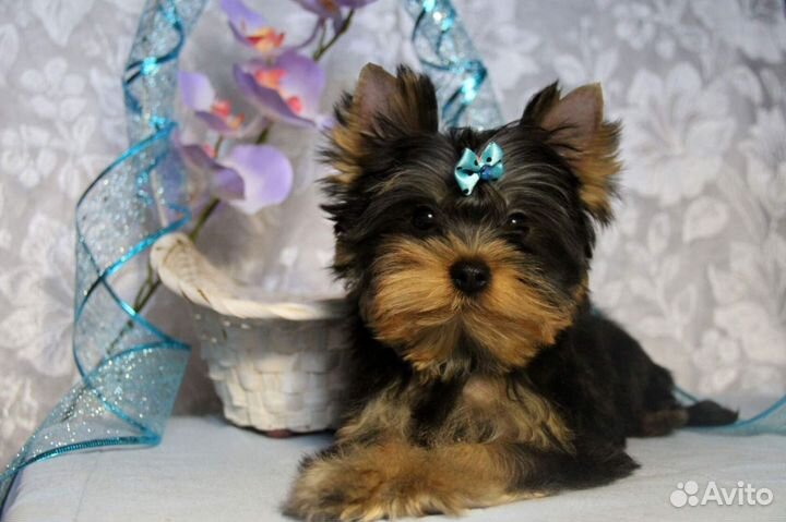 Йоркширский терьер