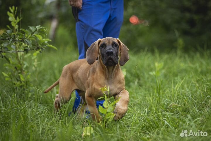 Щенки немецкого дога