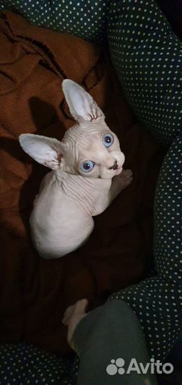 Канадский сфинкс