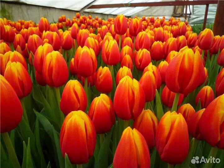 Тюльпаны оптом от производителя Bang Kok