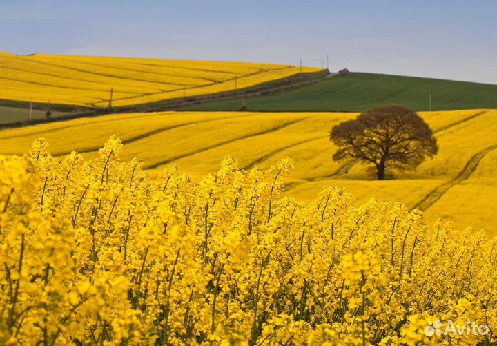 Сидераты большой выбор, семена