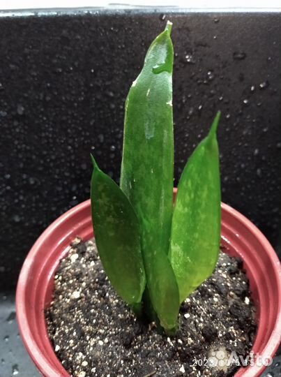 Сансевиерия, щучий хвост, тещин язык