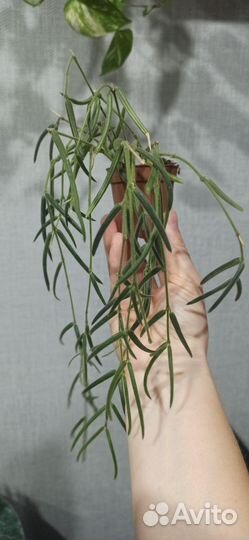 Хойи сортовые