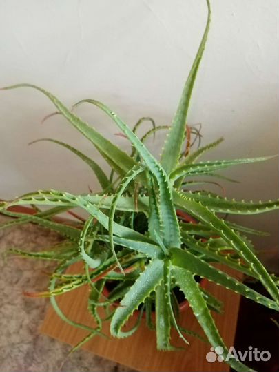 Алоэ столетник лечебный