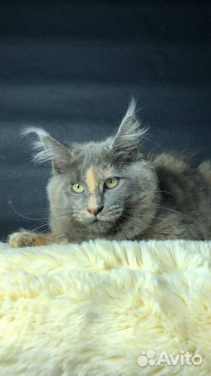 Кошечка мейн-кун