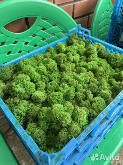 Стабилизированный мох