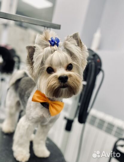 Модели на бесплатную стрижку,стрижка собак и кошек