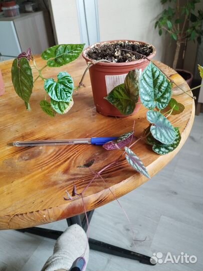 Комнатные растения