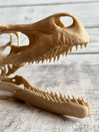 Череп динозавра Велоцираптора