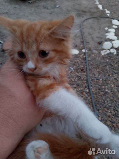 Котята в добрые руки бесплатно