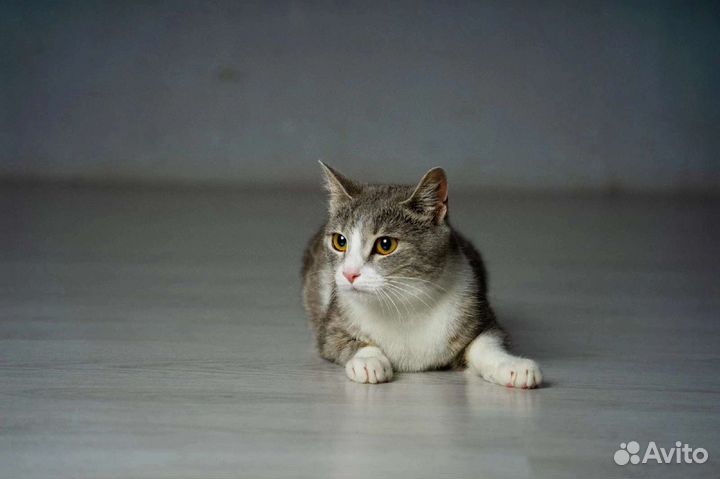 Кошка ищет дом