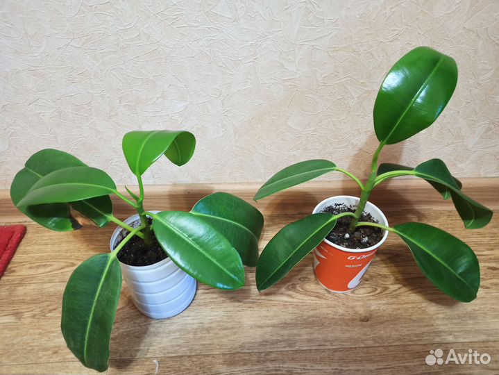 Фикус каучуконосный