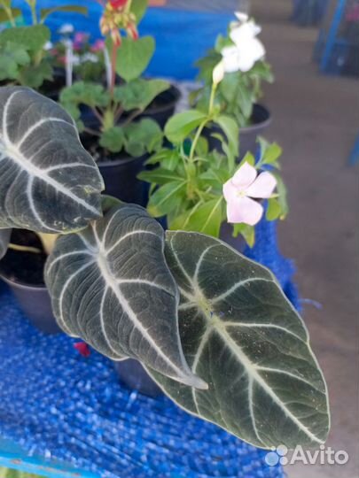 Цветы на Восточном рынке