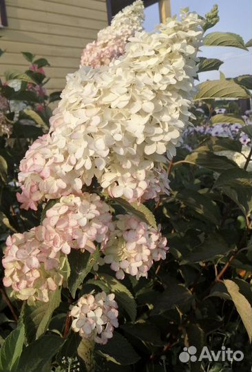 Гортензия метельчатая