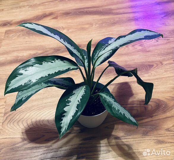 Аглаонема Паттайя Бьюти