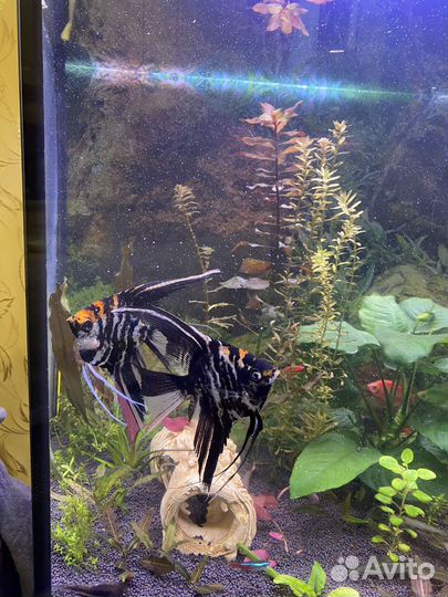 Аквариум 150л. с тумбой + рыбки