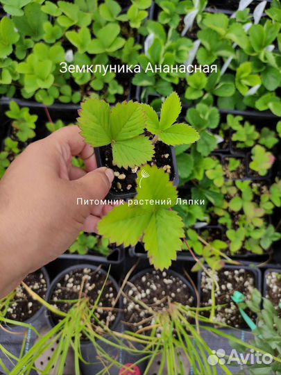 Земклуника Ананасная