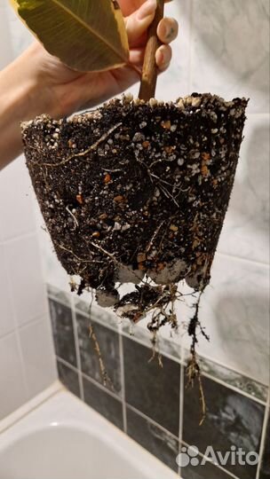 Фикус каучуконосный белиз