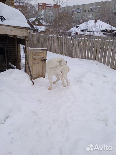 Вязка алабай