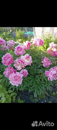 Пионы саженцы