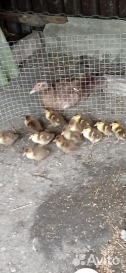 Утки красный бык