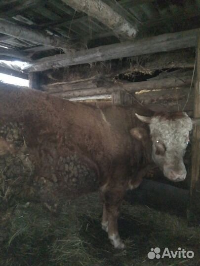 Быки на мясо