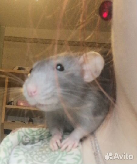 Крыса дамбо