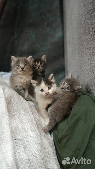 Котята в добрые руки