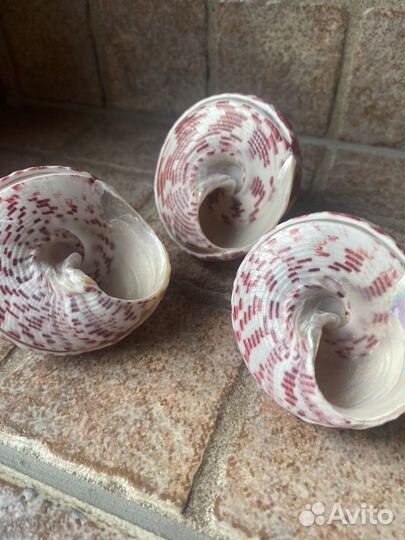 Новый набор ракушек. Индийский океан