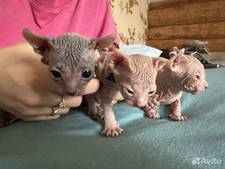 Донской сфинкс котята
