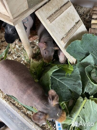 Морские свинки скинни,калифорния, ген скинни