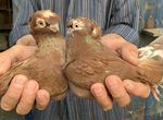 Продам двухчубых Узбекских голубей
