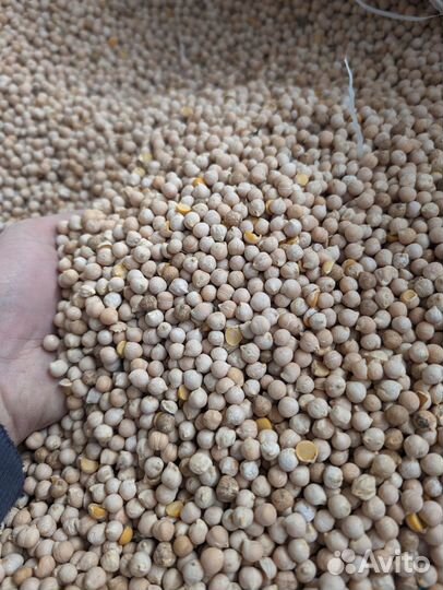 Нут корм для животных