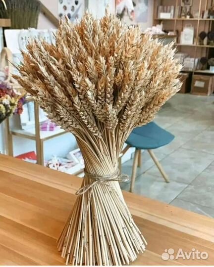 Сухоцветы пшеница