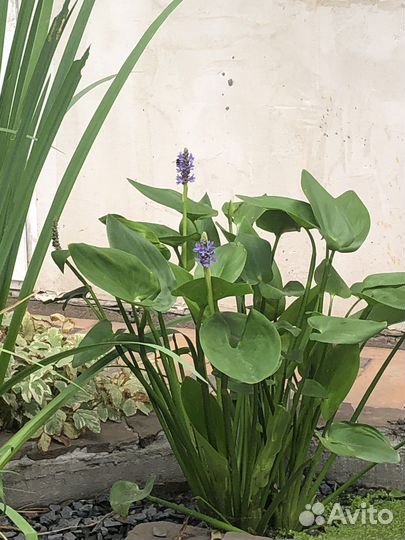 Растения для пруда