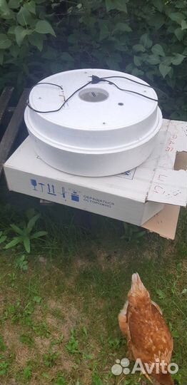 Инкубатор для яиц