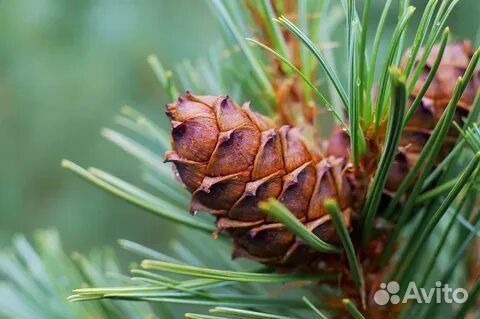 Кедр привитый