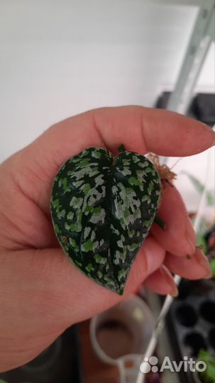 Сциндапсус эпипремнум