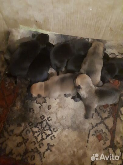 Собака в добрые руки щенки