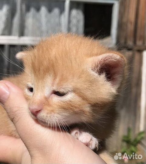 Котята бесплатно