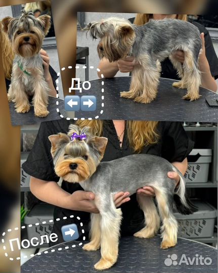 Модель на груминг